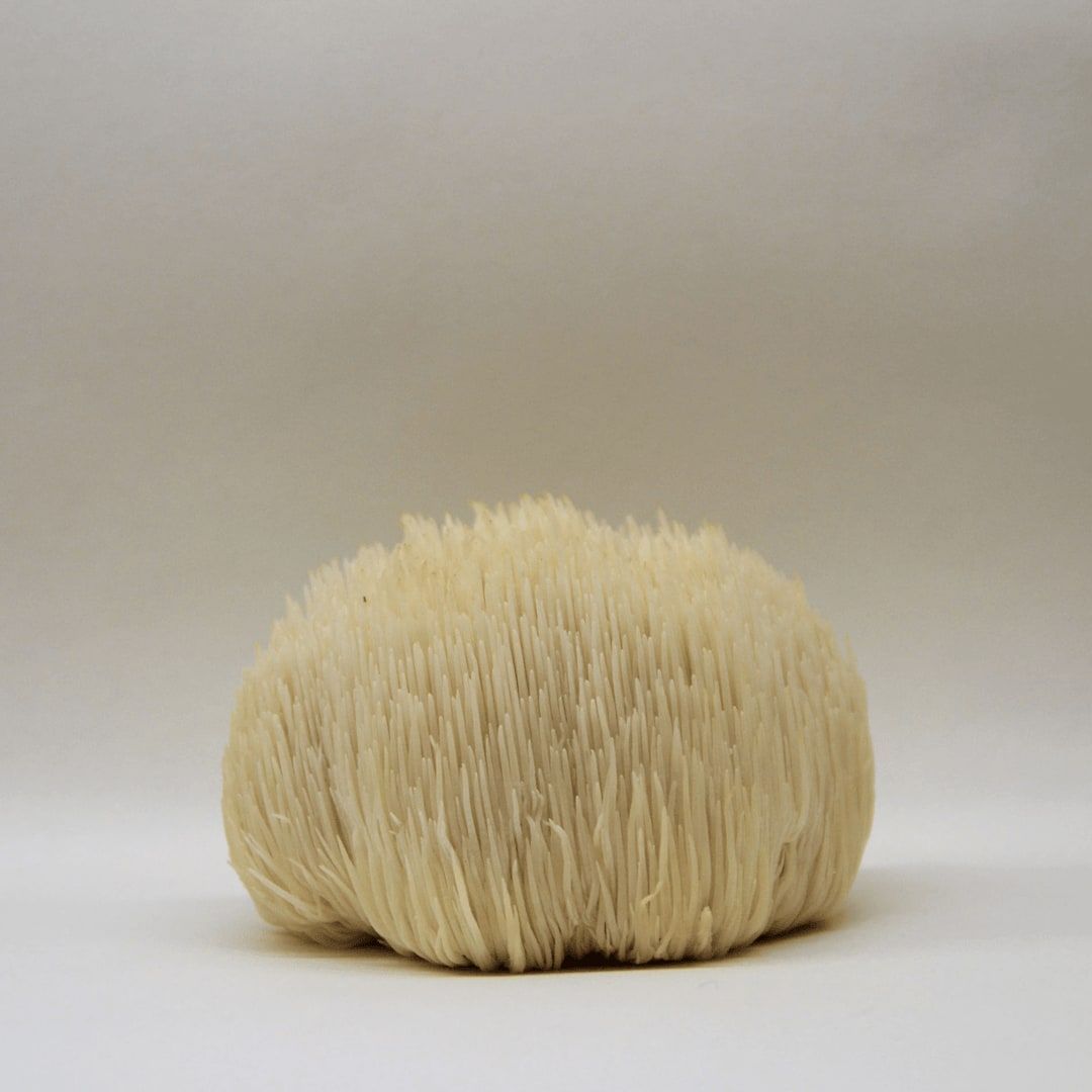 Une bouteille d'extrait KÄÄPÄ Mushrooms de crinière de lion de KÄÄPÄ Mushrooms présentée sur un fond uni et clair. Ce produit est réputé pour ses bienfaits potentiels sur la santé cérébrale.