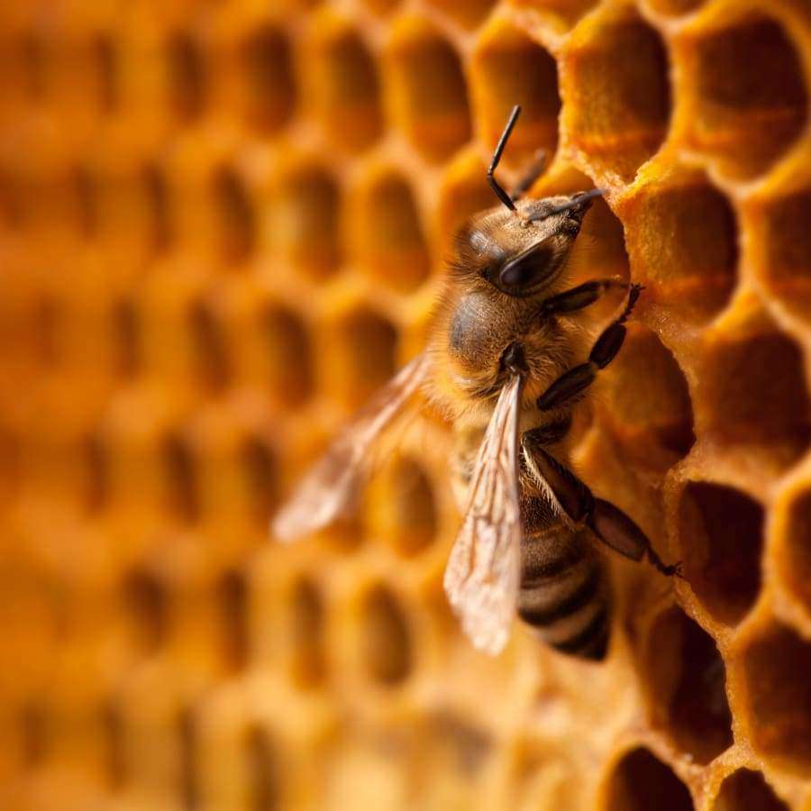 Gros plan sur une abeille sur un rayon de miel, aussi naturel que les ingrédients du baume Havuka au chou, au gingembre et à la résine d'épinette (chou, gingembre et résine d'épinette) utilisé par Havuka pour soulager les douleurs arthrosiques.