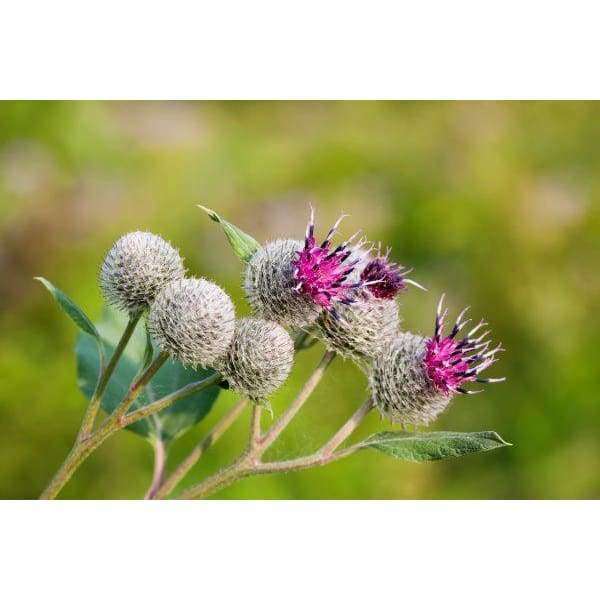 Gros plan sur des fleurs de bardane aux têtes vertes et épineuses et aux pétales violets, l'un des ingrédients inspirants à base d'herbes sauvages finlandaises du baume pour le visage Havuka Five Herbs, sur fond vert flou.
