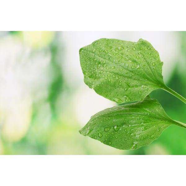 Deux feuilles vertes fraîches couvertes de gouttelettes d'eau, sur fond flou, évoquent la pureté naturelle des herbes sauvages finlandaises, source d'inspiration parfaite pour le baume visage aux cinq herbes Havuka.