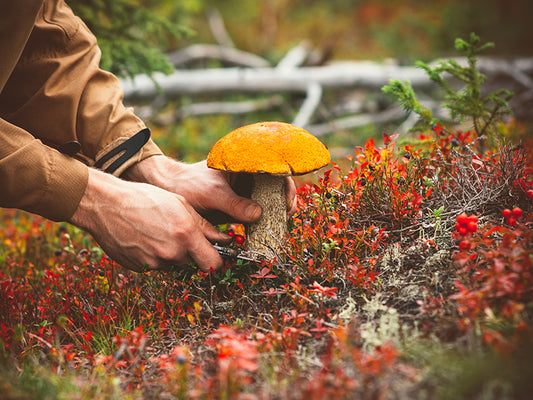 Uomo che raccoglie un fungo porcino in una foresta