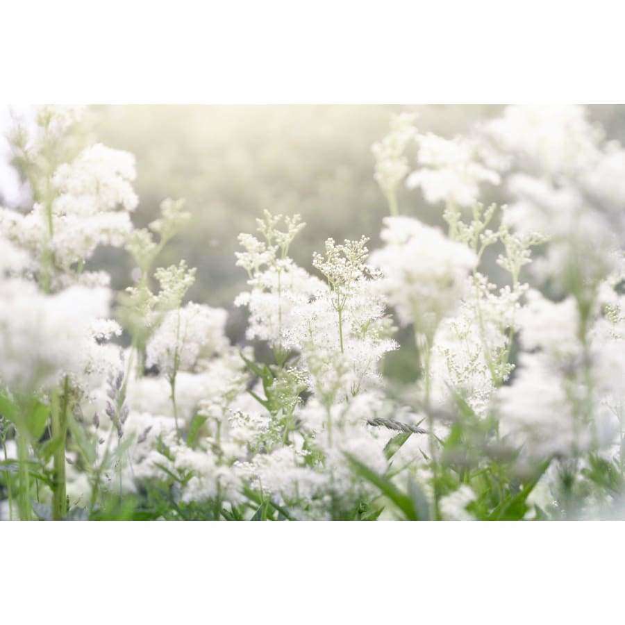 Un prato da sogno, sfocato, pieno di fiori bianchi ispira Havuka Meadowsweet Spruce Resin Balm, un rimedio biologico che unisce la serenità della natura a un sollievo dal dolore delicato e lenitivo.