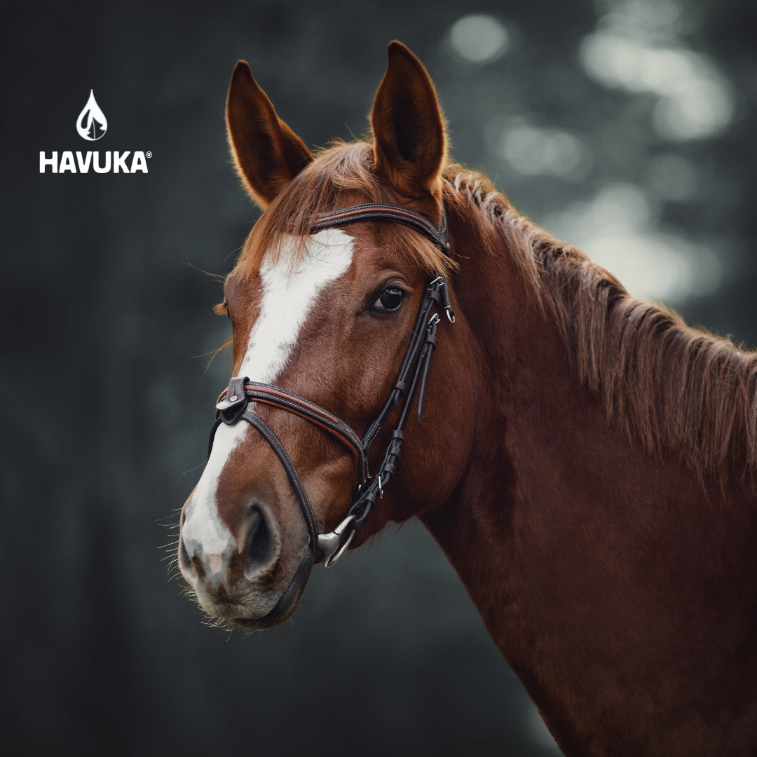 Een bruin paard met een witte streep op zijn gezicht staat in een hoofdstel voor vage donkere bomen. Het Havuka-logo in de hoek benadrukt Havuka Spruce Resin Balm for Animals, geïnspireerd door de Finse natuur en gemaakt van natuurlijke ingrediënten.