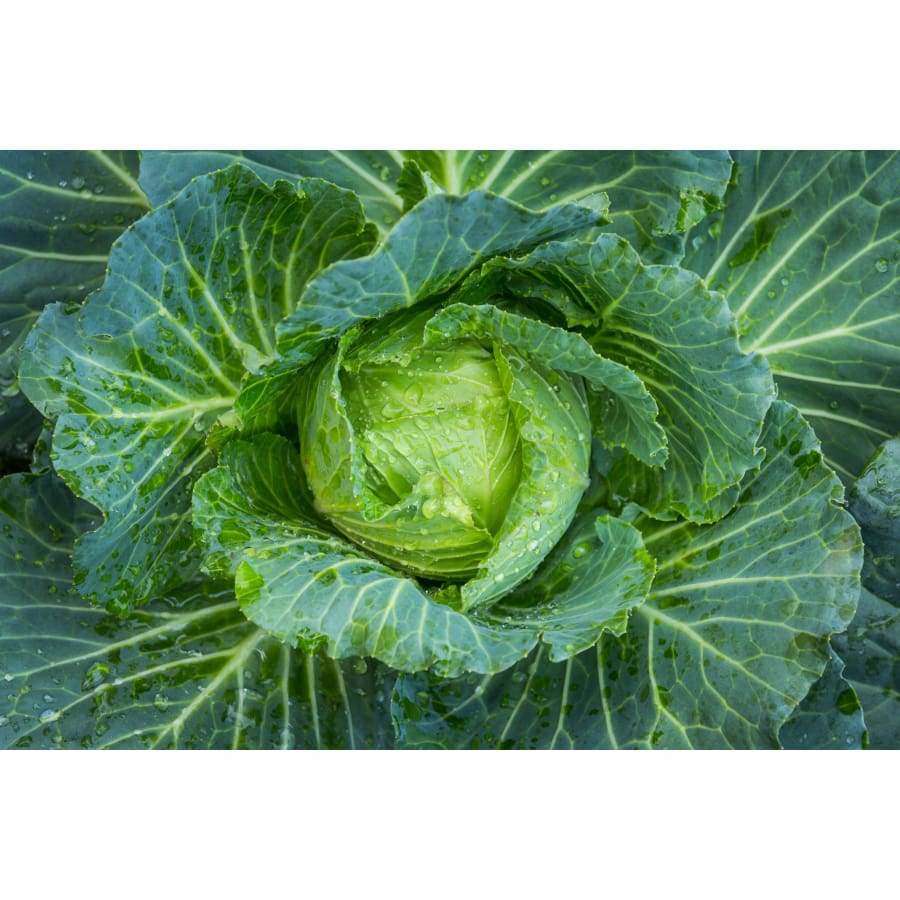 Close-up van een verse groene kool met waterdruppels, perfect voor Havuka Cabbage-Ginger-Spruce Resin Balm van Havuka – een natuurlijke gewrichtszalf die is ontwikkeld om pijn bij artrose te verlichten.