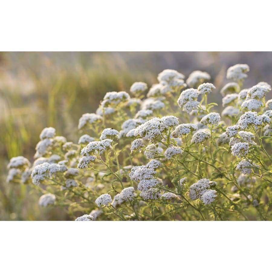 Clusters van kleine witte Finse wilde kruiden met groene stengels en bladeren groeien buiten in het zonlicht. Dit zijn de belangrijkste ingrediënten van Havuka Five Herbs Facial Balm van Havuka, afgebeeld tegen een wazige, grasachtige natuurlijke achtergrond.