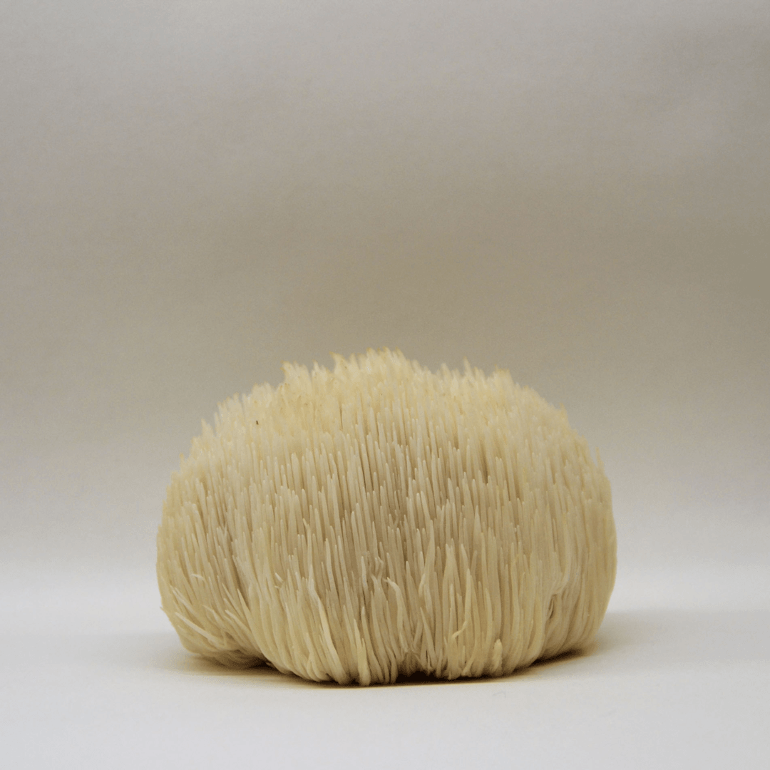 Een fles KÄÄPÄ Mushrooms Lion's Mane Extract van KÄÄPÄ Mushrooms getoond tegen een effen, lichte achtergrond. Dit product staat bekend om zijn mogelijke voordelen voor de gezondheid van de hersenen.