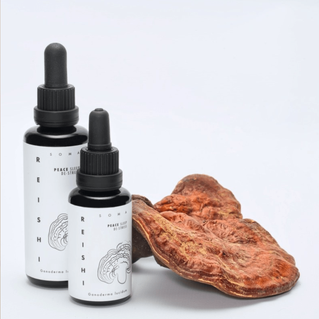 Twee flessen KÄÄPÄ Mushrooms Extract met druppeldop staan naast een grote gedroogde reishi op een lichtgrijze ondergrond. Op de minimalistische witte etiketten, met het merk KÄÄPÄ Mushrooms, staat een brein afgebeeld, waarmee wordt gewezen op het natuurlijke slaapbevorderende effect van het product.